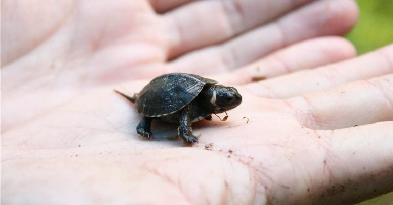 Tartaruga declarada extinta ‘renasce’ em templo hindu na Índia