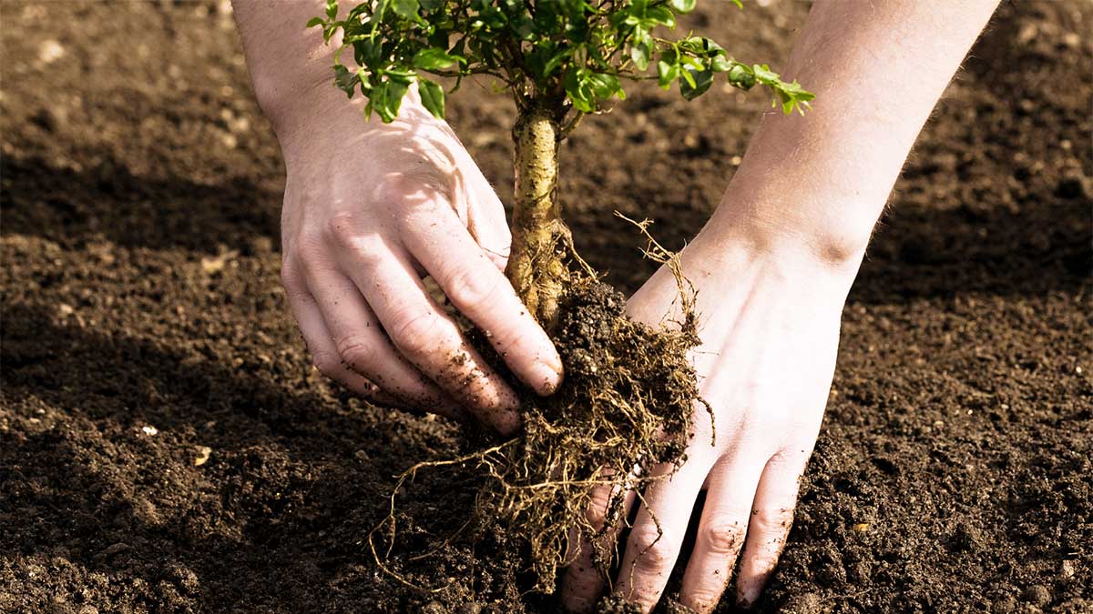 A new Filipino law requires all students to plant 10 trees in order to graduate