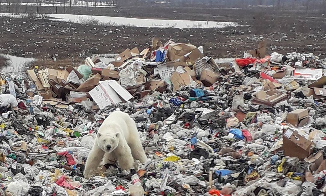 Urso polar faminto é flagrado em cima de montanha de lixo na Sibéria